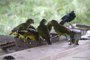 White front babies already released