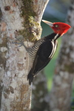 Pale-billed woodpecker (Dum-Dum)