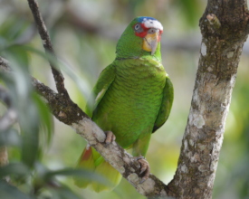 Release white-fronted Amazon