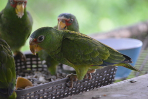 Wild baby white front brought 'home' for dinner