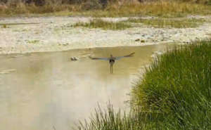 Gallinule release