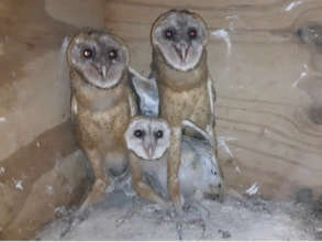 Barn owl chicks (yes, 4!)