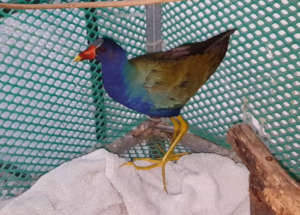 Gallinule