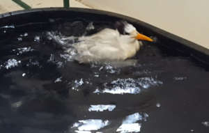 Royal Tern