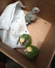 Three at-risk chicks extracted by TIDE