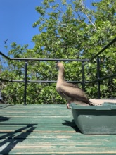 Releasing the red foot boobies