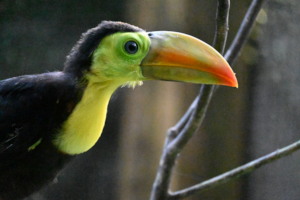 Baby toucan on intake (just because!)