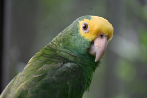 Surrendered yellow-headed parrot