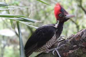 Pale Billed woodpecker