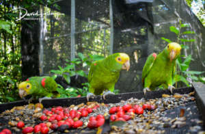 Release ex-captive yellowheaded Amazons