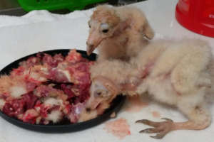 Barn owl babies