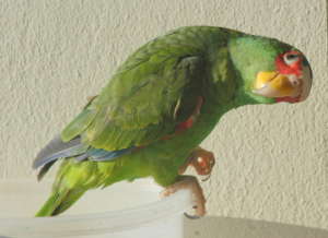 Connie, female white front parrot