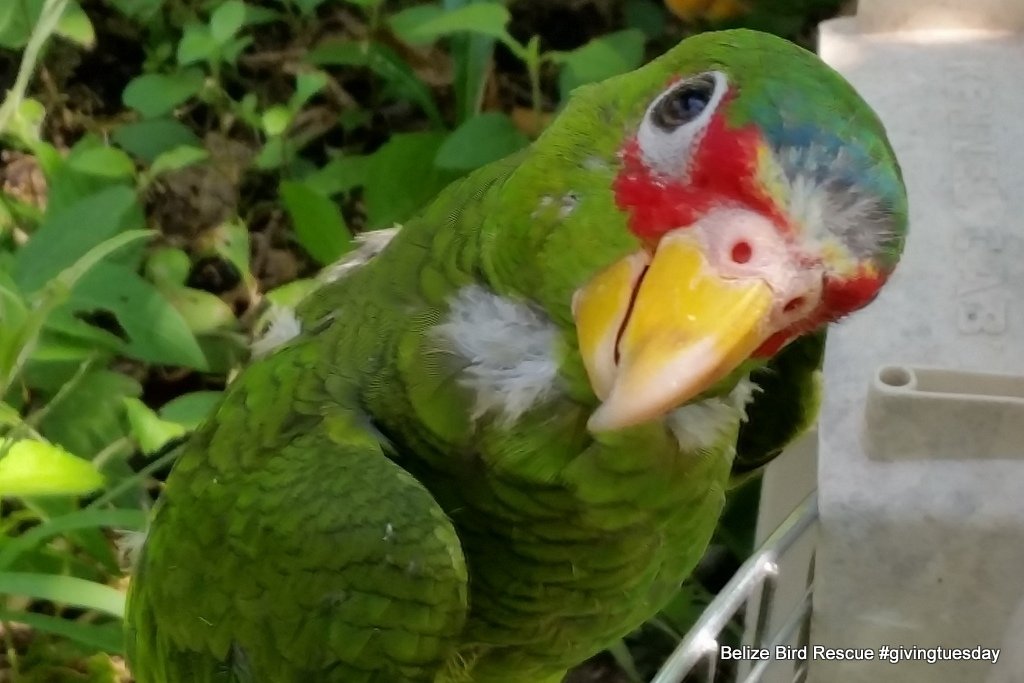 Saving Belize's Birds