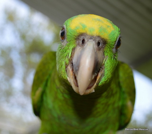Saving Belize's Birds