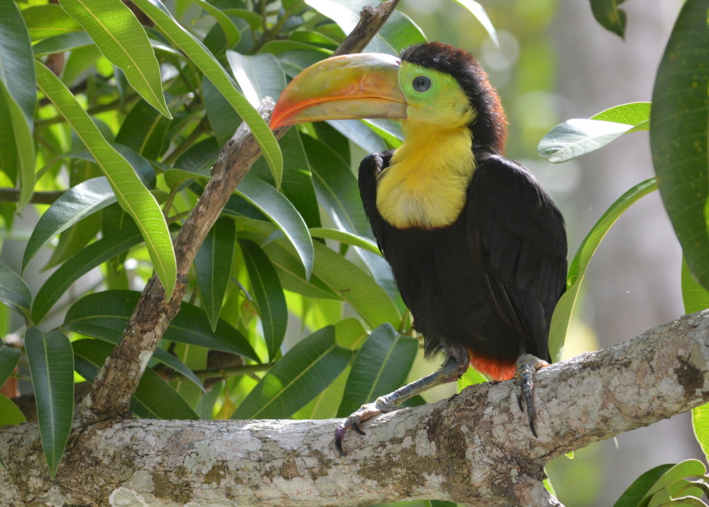 Saving Belize's Birds