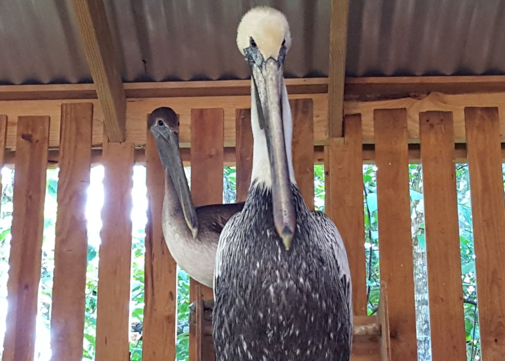 Saving Belize's Birds