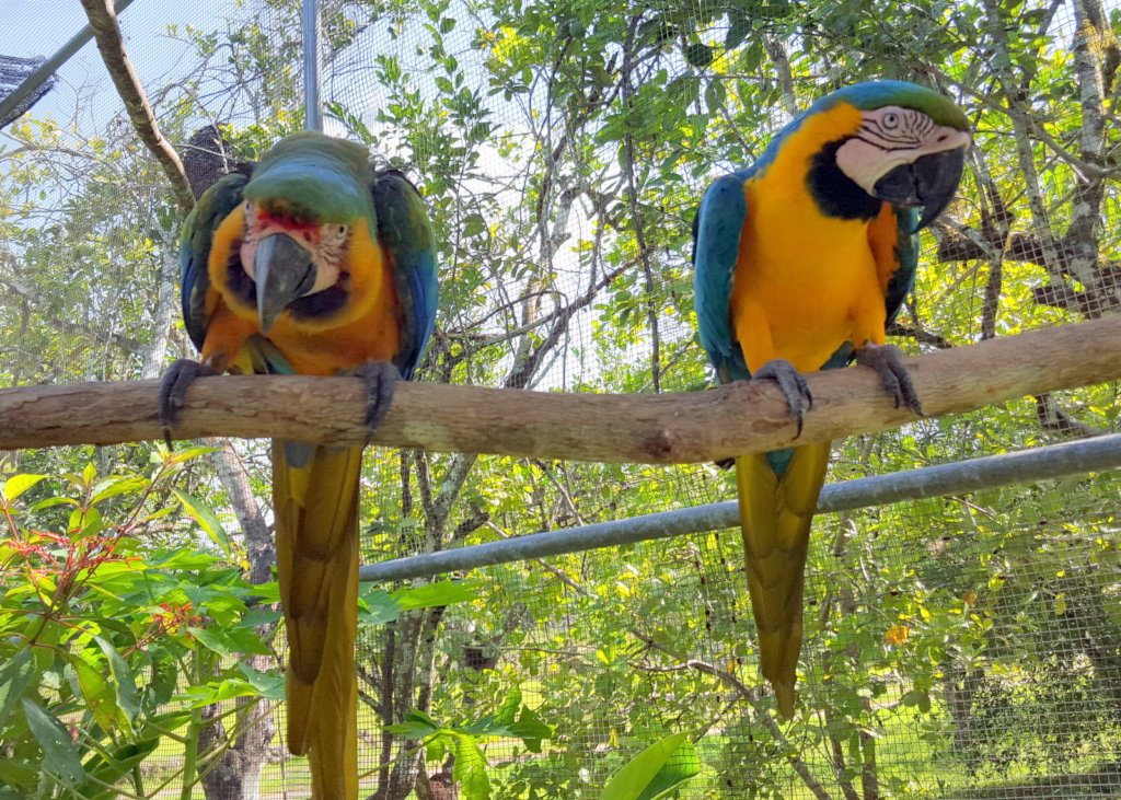 Saving Belize's Birds
