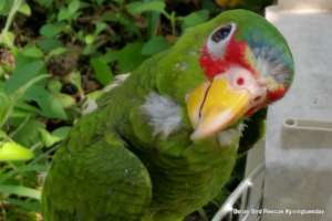 White-fronted parrot