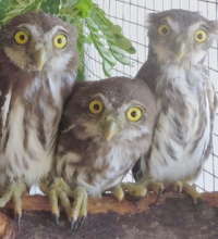 Pygmy owls at BBR