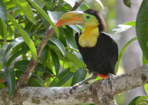 Released baby toucan at BBR