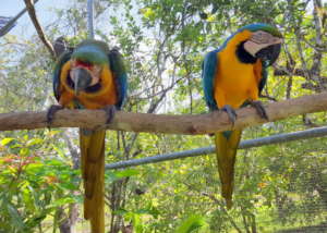 Sanctuary macaws at BBR