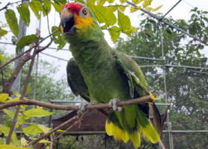 Red lored at BBR