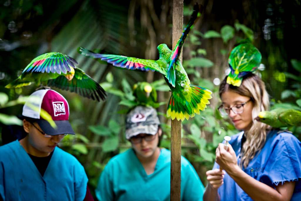Saving Belize's Birds