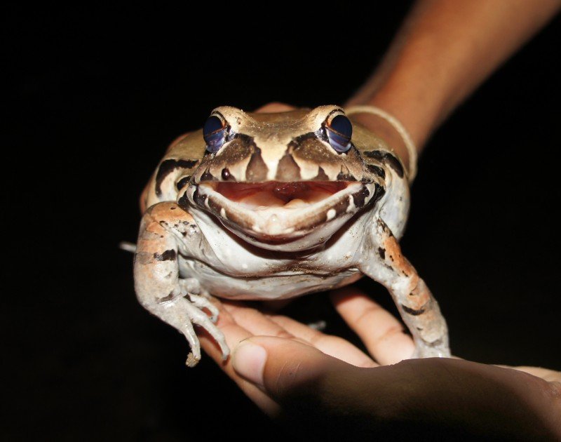 Training the Next Generation of Conservationists