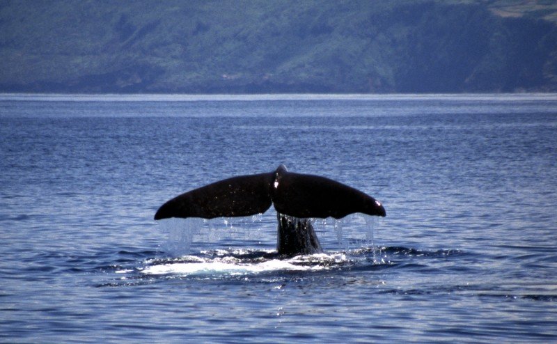 Training the Next Generation of Conservationists