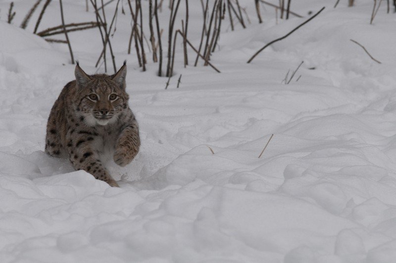 Training the Next Generation of Conservationists
