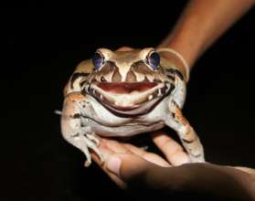 An Amazon bullfrog