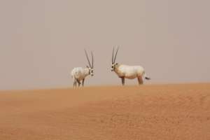 Arabian oryx