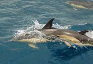 Dolphin mother & calf