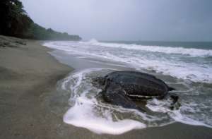 Leatherback trutle coming in to nest