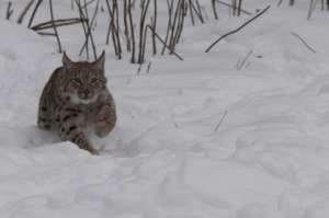 Young lynx