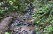 Greater Forest Park Conservation Initiative
