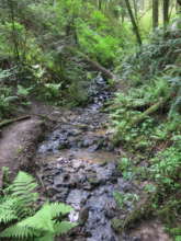 Greater Forest Park Conservation Initiative