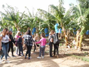 In the Banana plantation