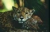 Save El Salvador's Last Expanse of Rainforest