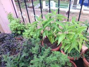 THE TALL PLANT IS AADUTHODA IN A TERRACE GARDEN