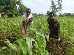 MAIZE FARMING
