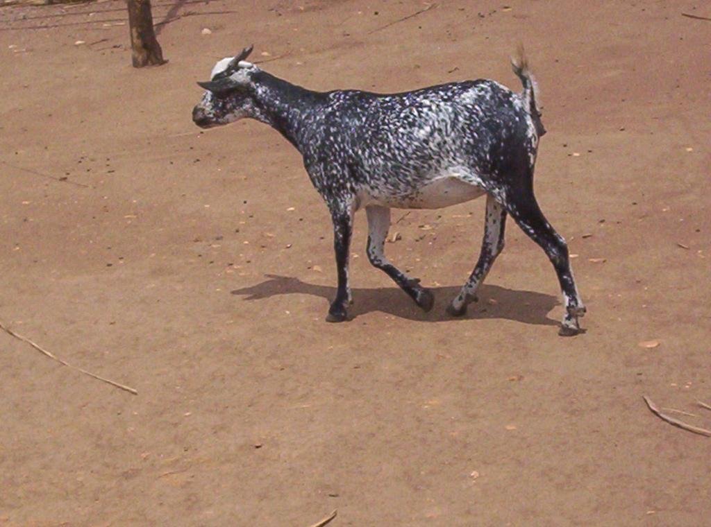 Strengthening our Congo Community with a Goat Bank