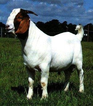 Strengthening our Congo Community with a Goat Bank