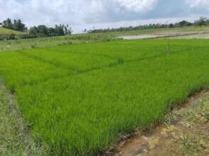 Rice Field