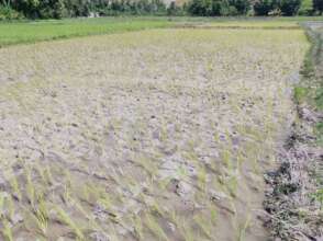 Transplanting Rice Field
