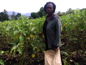 Woman tending Eggplant crop