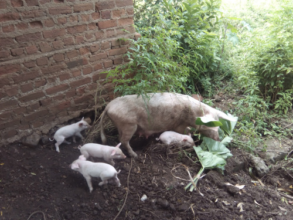 Mom and her Piglets