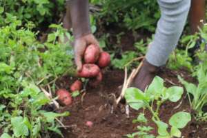 Growing Potatoes
