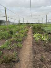 Floods destroyed Herb Garden crops