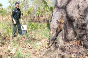 Freedom! Rescued civet released in protected site.